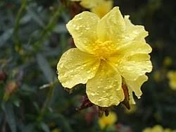Attēlu rezultāti vaicājumam “Helianthemum x hybridum flower”