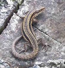 Attēlu rezultāti vaicājumam “Lacerta vivipara female”