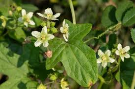 Attēlu rezultāti vaicājumam “Bryonia alba flower”