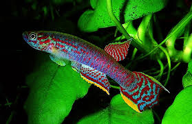 Image result for Aphyosemion