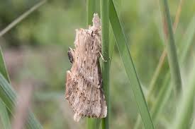 Attēlu rezultāti vaicājumam “Pterostoma palpina larva”