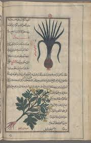 Attēlu rezultāti vaicājumam “Allium scorodoprasum leaf”