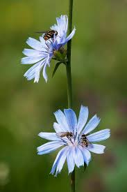 Attēlu rezultāti vaicājumam “Cichorium intybus flower”
