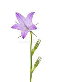 Image result for Campanula rapunculus