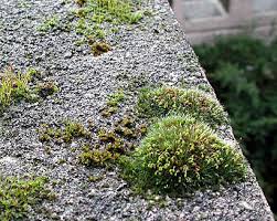 Attēlu rezultāti vaicājumam “Grimmia pulvinata sporophyte”