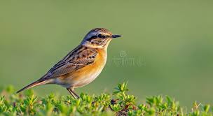 Attēlu rezultāti vaicājumam “Saxicola rubetra”