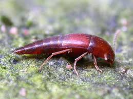 Attēlu rezultāti vaicājumam “Sepedophilus sp.”