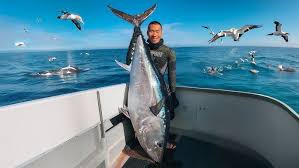Image result for giant tuna