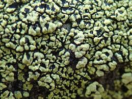 Attēlu rezultāti vaicājumam “Rhizocarpon geographicum”