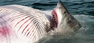 Image result for South Axholme Sharks Asc