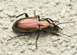 Attēlu rezultāti vaicājumam “Poecilus lepidus”