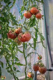 Afbeeldingsresultaat voor cherokee purple tomato