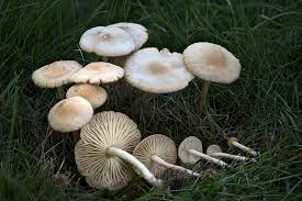 Attēlu rezultāti vaicājumam “Marasmius sp.”