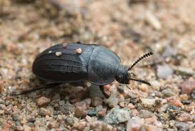 Attēlu rezultāti vaicājumam “Silpha obscura larva”