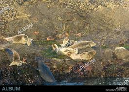 Image result for Phoca vitulina