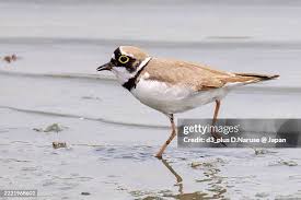 Attēlu rezultāti vaicājumam “Charadrius dubius”