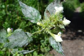 Attēlu rezultāti vaicājumam “Erysiphe galeopsidis”