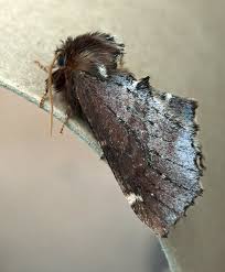 Attēlu rezultāti vaicājumam “Odontosia carmelita”