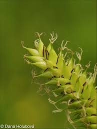 Attēlu rezultāti vaicājumam “Carex vesicaria”