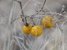 Attēlu rezultāti vaicājumam “Isopyrum thalictroides fruit”