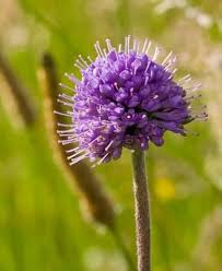 Attēlu rezultāti vaicājumam “Succisa pratensis flower”