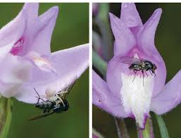 Attēlu rezultāti vaicājumam “Cephalanthera rubra flower”