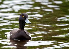 Attēlu rezultāti vaicājumam “Aythya fuligula male”