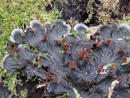 Attēlu rezultāti vaicājumam “Peltigera praetextata”