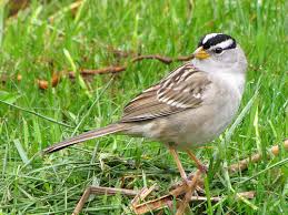 Image result for Zonotrichia leucophrys