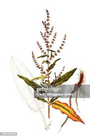 Image result for Sauerampfer