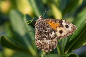 Attēlu rezultāti vaicājumam “Hipparchia semele underside”