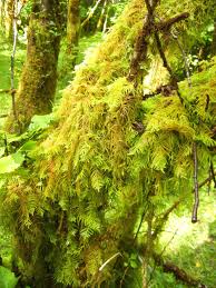 Attēlu rezultāti vaicājumam “Cribraria oregana”