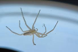 Attēlu rezultāti vaicājumam “Tibellus oblongus”