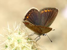 Attēlu rezultāti vaicājumam “Aricia artaxerxes  female”