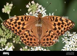 Attēlu rezultāti vaicājumam “Argynnis paphia female”