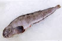 Image result for Anarhichas denticulatus