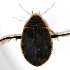 Attēlu rezultāti vaicājumam “Acilius sulcatus”