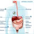 APPAREIL DIGESTIF - Hépato-gastro-entérologie - Anti - H1 et H2 ...