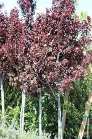 Attēlu rezultāti vaicājumam “Prunus cerasifera”