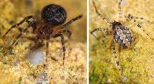 Attēlu rezultāti vaicājumam “Theridiidae”