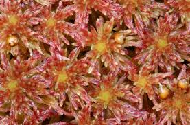 Attēlu rezultāti vaicājumam “Sphagnum quinquefarium”