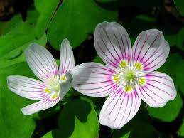 Attēlu rezultāti vaicājumam “Oxalis acetosella flower”