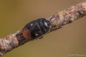 Attēlu rezultāti vaicājumam “Adomerus biguttatus”