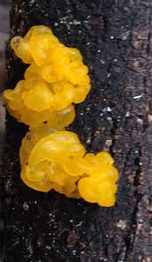 Attēlu rezultāti vaicājumam “Tremella mesenterica”