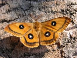 Attēlu rezultāti vaicājumam “Aglia tau”