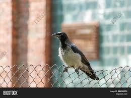 Attēlu rezultāti vaicājumam “Corvus cornix juvenile”