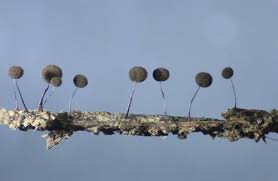 Attēlu rezultāti vaicājumam “Comatricha elegans”