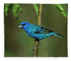 Image result for Passerina cyanea