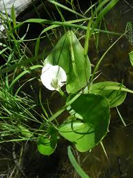 Attēlu rezultāti vaicājumam “Calla palustris leaf”