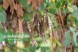 Attēlu rezultāti vaicājumam “Robinia pseudoacacia fruit”